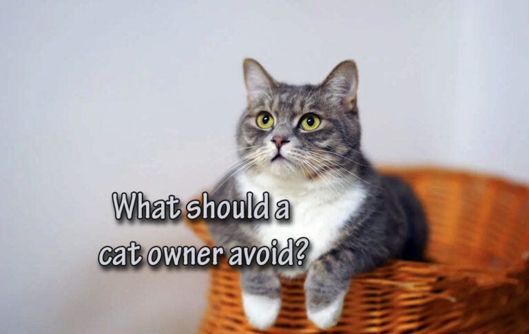 What should a cat owner avoid?