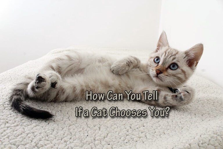 How Can You Tell If a Cat Chooses You?