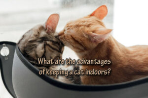 What are the advantages of keeping a cat indoors?