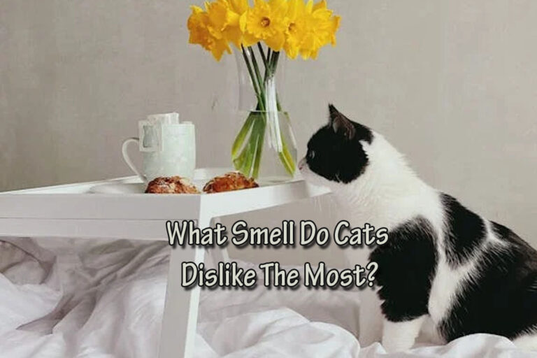 What Smell Do Cats Dislike The Most?