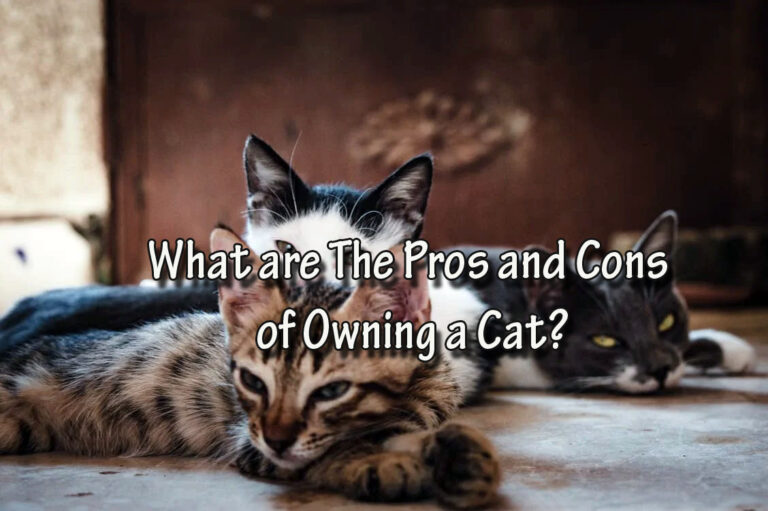 What are The Pros and Cons of Owning a Cat?