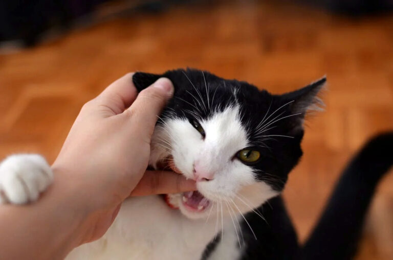 Why Does My Cat Try to Bite Me When I Pet Him